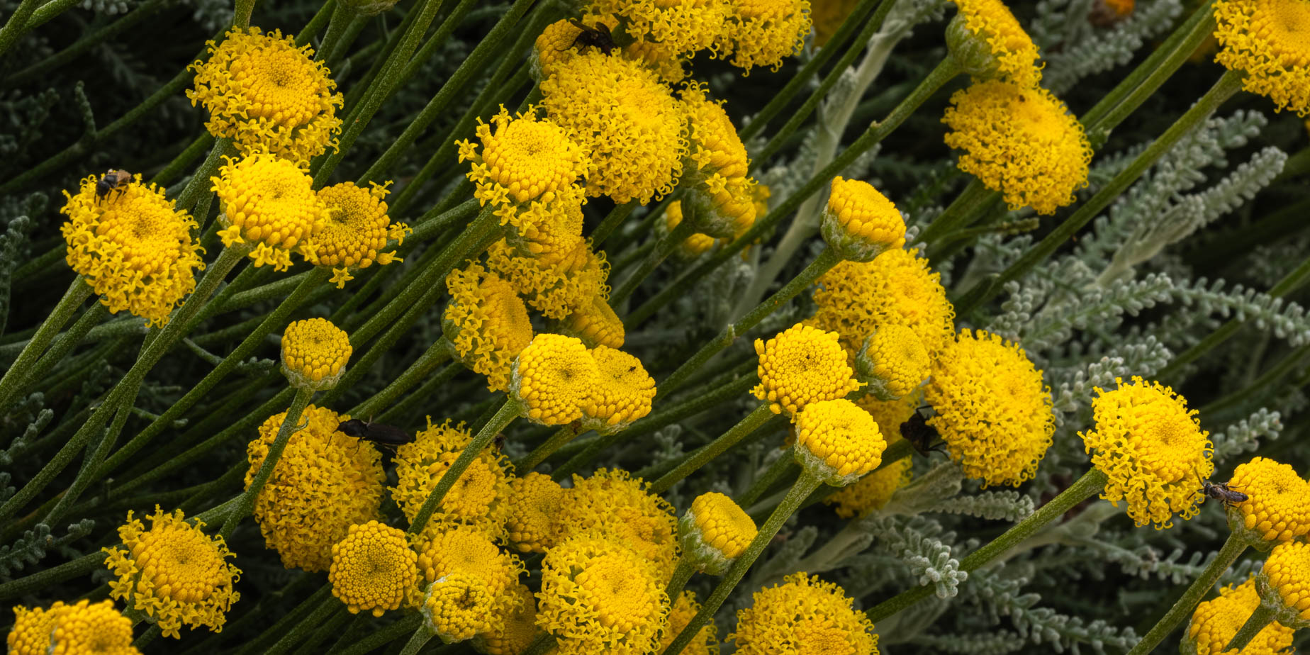 Några perenner som blommar nu