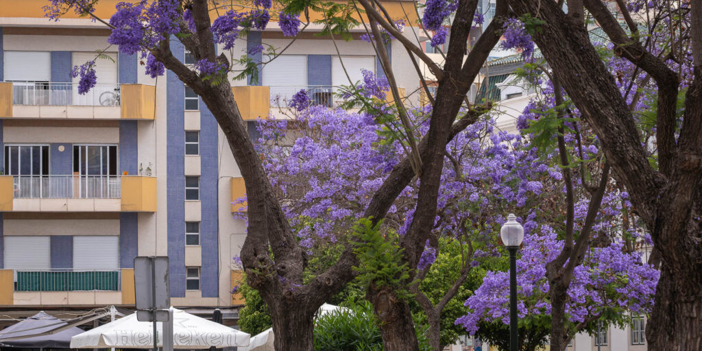 jakaranda blomning i faro
