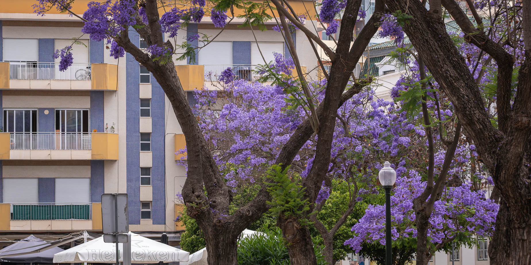jakaranda blomning i faro