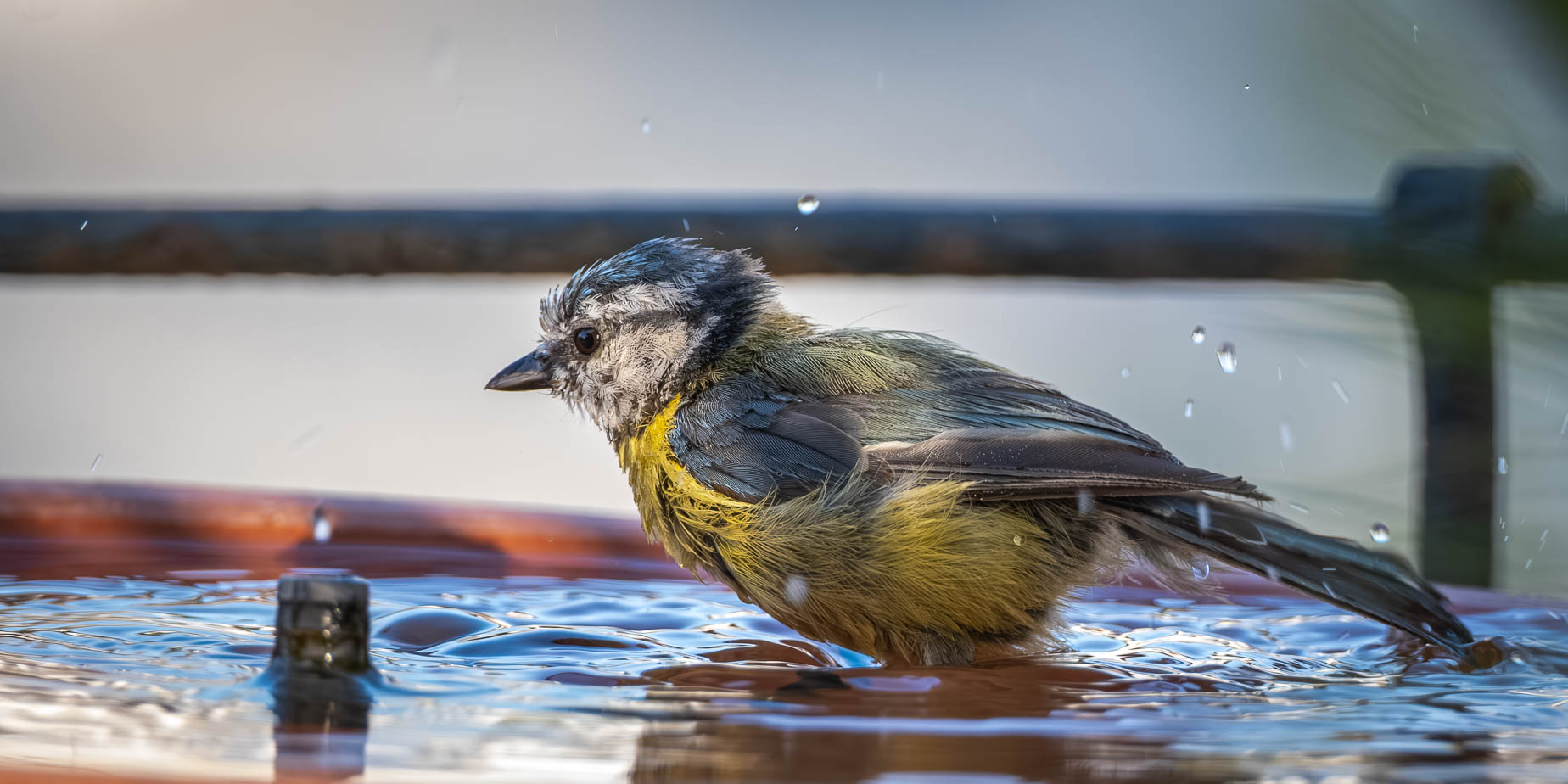 Blåmesarna gillar fågelbadet