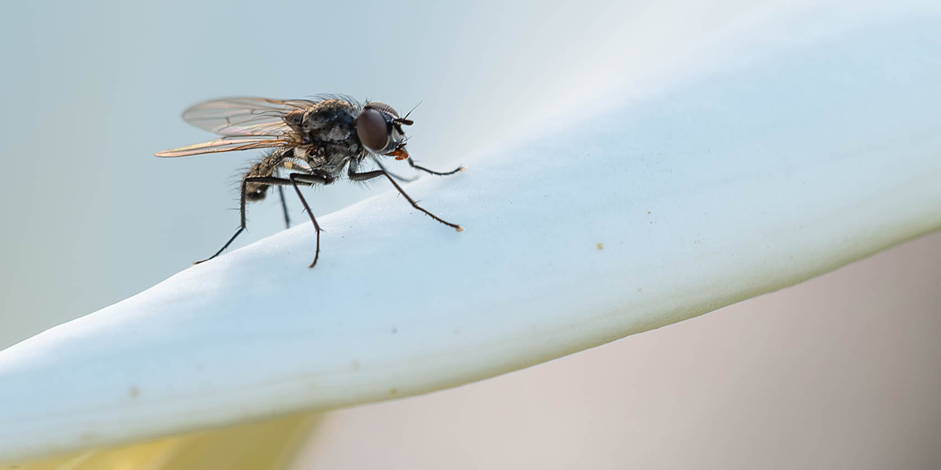 Hög värme och flugor