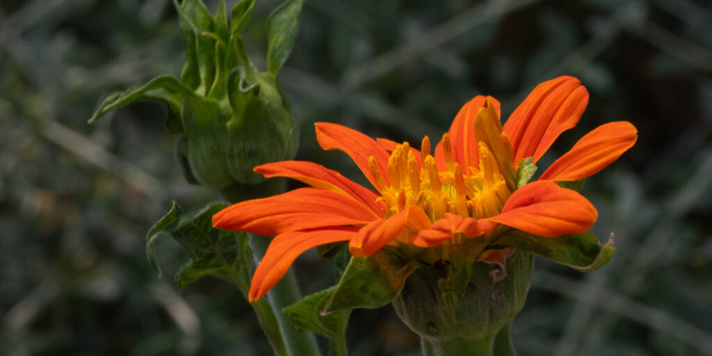 mexikansk solros Tithonia rotundifolia