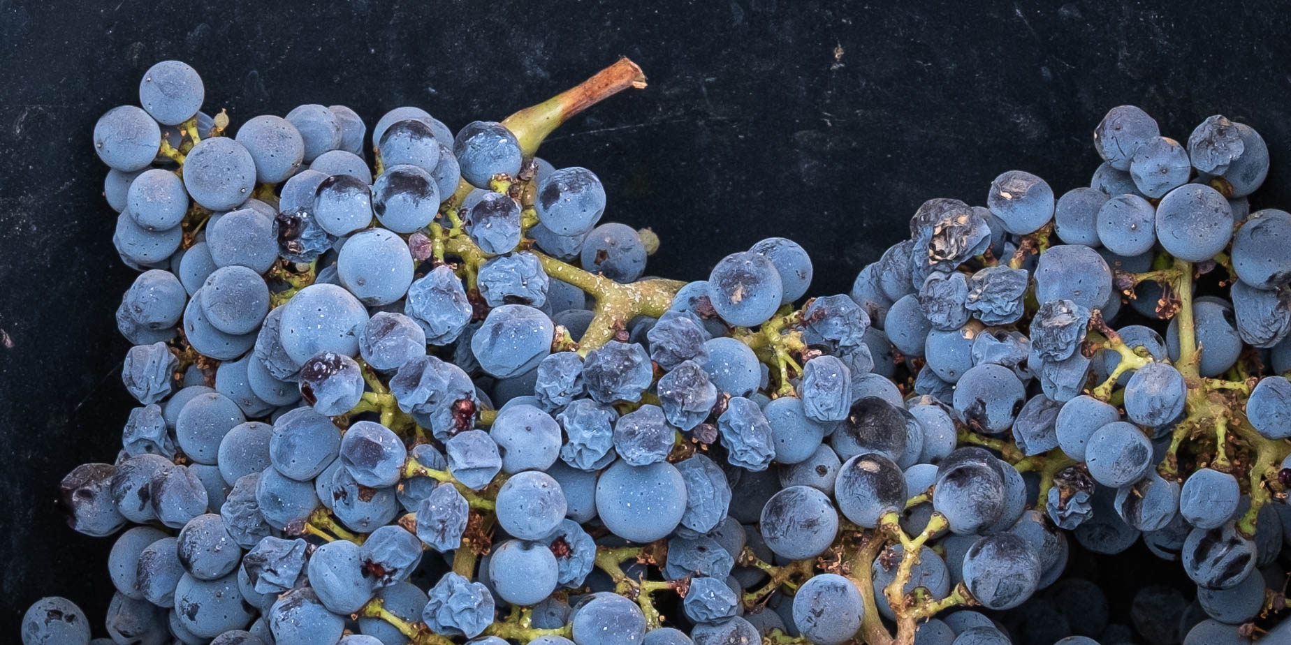 vinevent alentejo