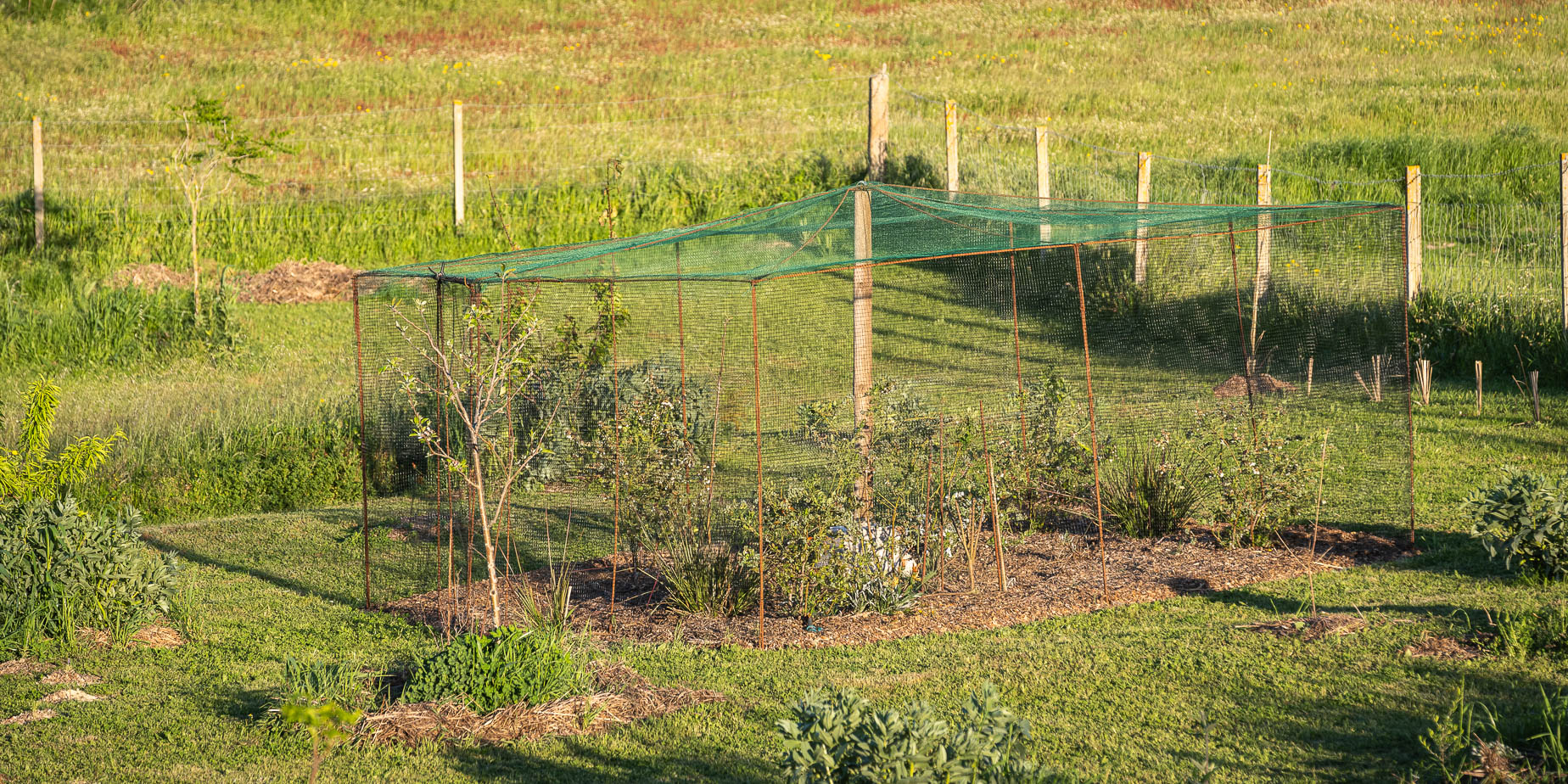 Projekt: Bygga en blåbärsbur