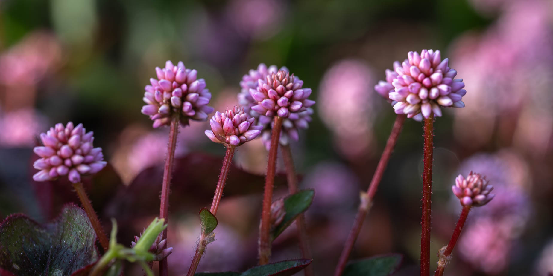 Det blommar & doftar ljuvligt nu
