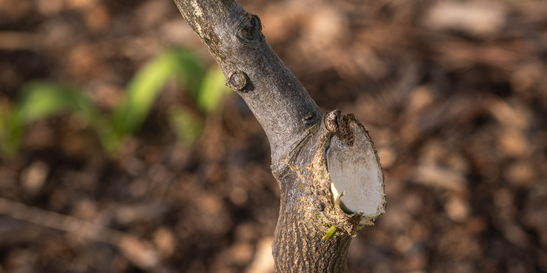 Citronträd, tull, ont, arbetskläder och potatis