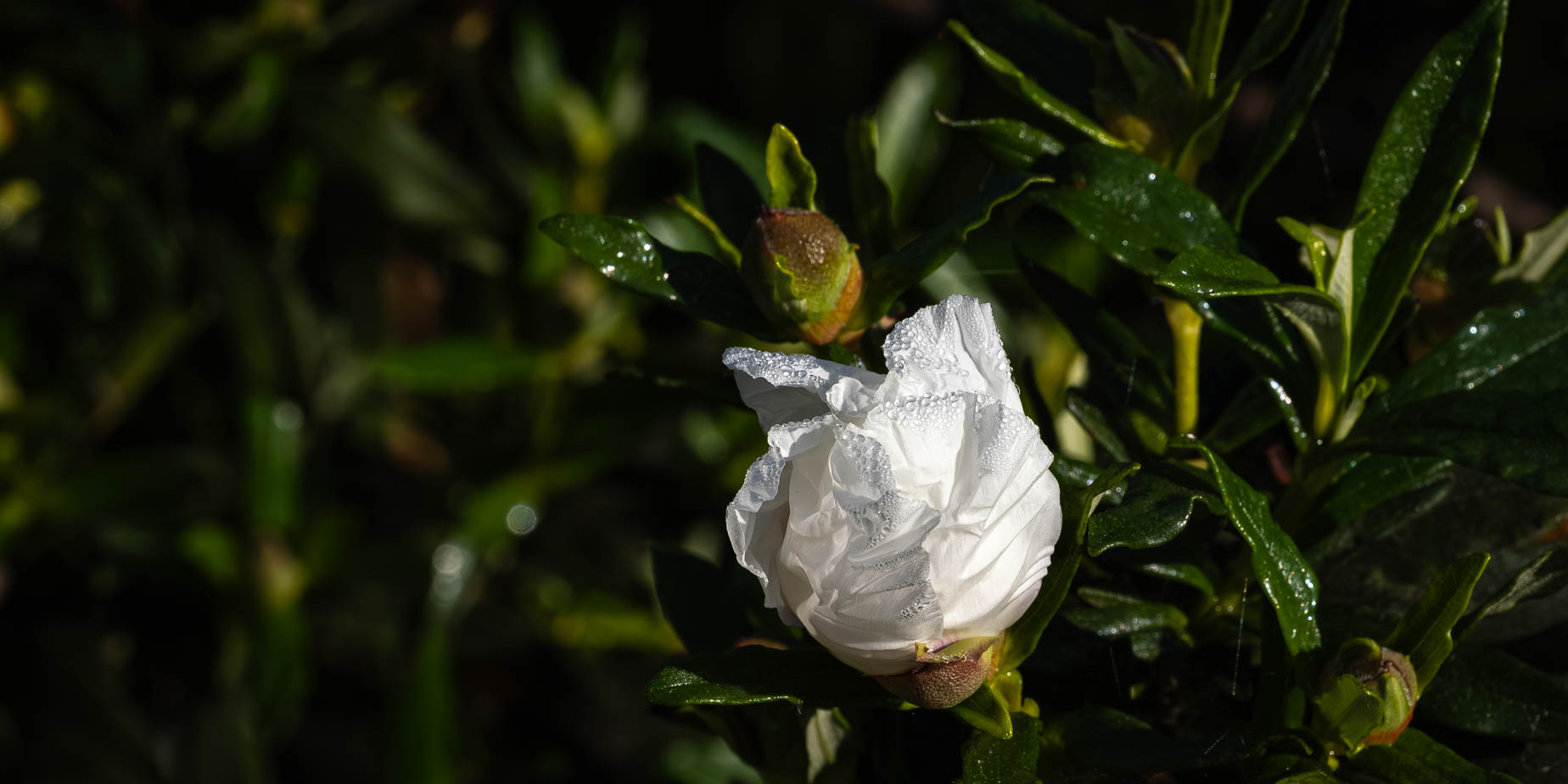 Fler blommor, knoppar.. och en mandel