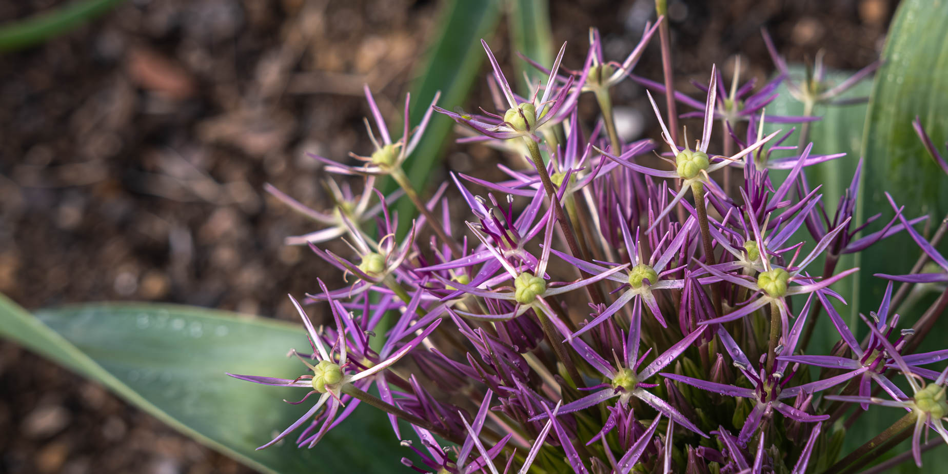 Persimon, utseende, granit, försäkring och stäpplök