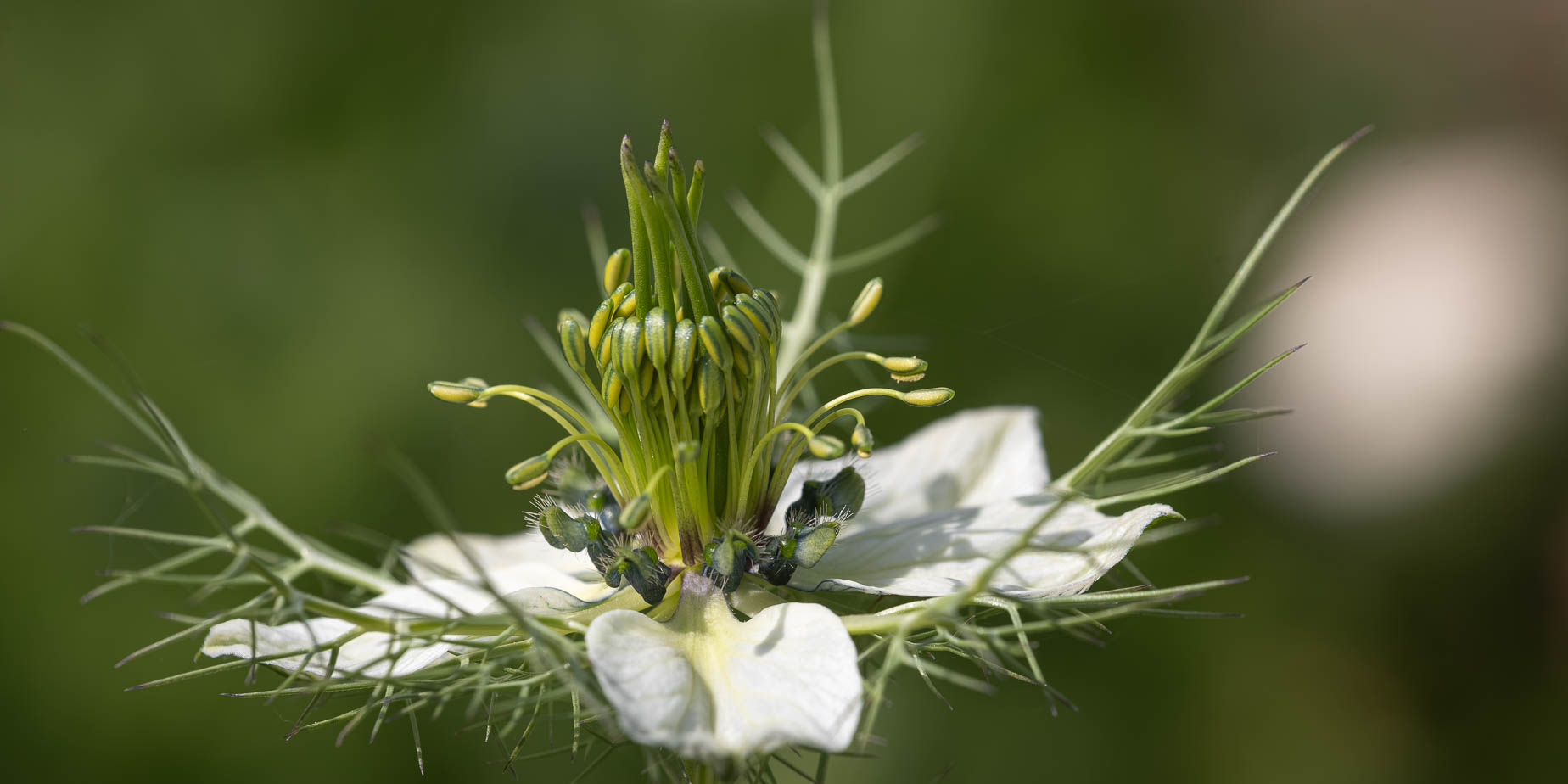 Panta, nigella, suddigt, slip-in & tjuvbesök
