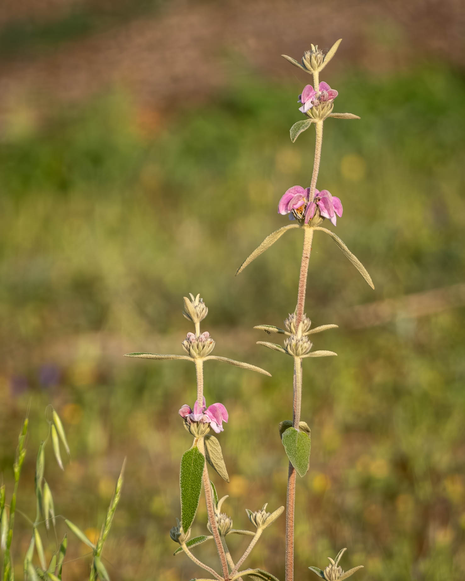 Phlomis purpurea